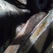 Фото Контрактный (б/у) двигатель AXR для Volkswagen / Seat 100 л.с 8V 1.9 л Дизельное топливо {forloop.counter}}