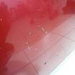 Фото Капот  7901L1 для Citroen C4 {forloop.counter}}