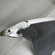 Фото Бампер задний  GJ6A50221E8N для Mazda 6 {forloop.counter}}