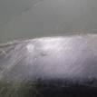 Фото Спойлер переднего бампера  7176055L00BZU для Suzuki Sx4 {forloop.counter}}
