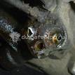 Фото Рейка рулевая  1323623 для Ford Focus / Tourneo / Transit {forloop.counter}}