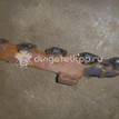 Фото Коллектор выпускной для двигателя 9HR (DV6C) для Citroen C4 / Ds4 / Berlingo / C3 / Ds5 110-114 л.с 8V 1.6 л Дизельное топливо 0341J2 {forloop.counter}}